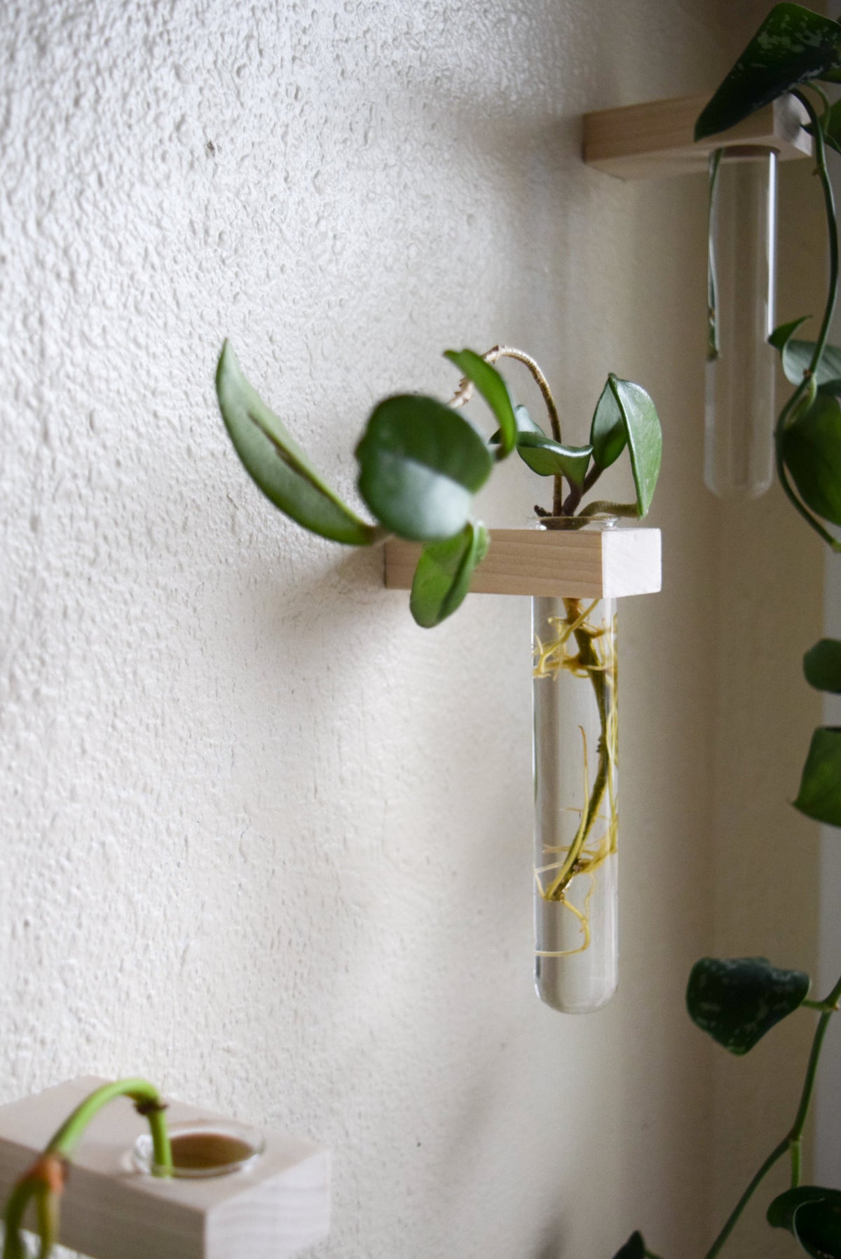 hanging plant propagation station Single Propagation Station // Bud vase // Propagation Wall // Wood Pla – Roaming Roots